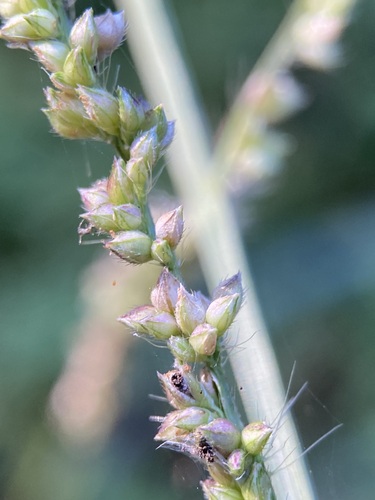 Echinochloa crus-galli (barnyardgrass)