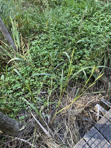 Echinochloa crus-galli (barnyardgrass)