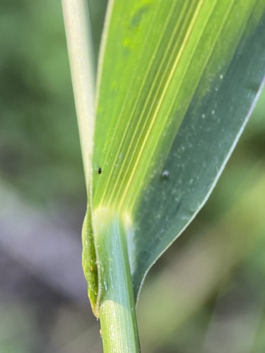 Echinochloa crus-galli (barnyardgrass)