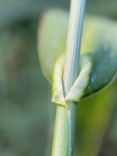Echinochloa crus-galli (barnyardgrass)