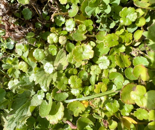 Hydrocotyle novae-zeelandiae (alternate view 3)