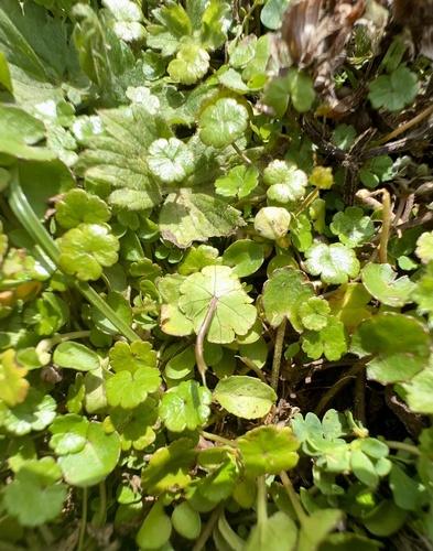 Hydrocotyle novae-zeelandiae (alternate view 4)