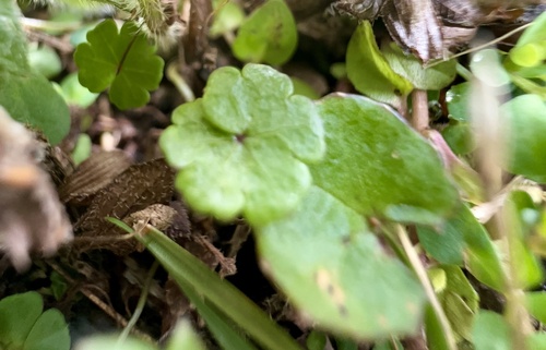 Hydrocotyle novae-zeelandiae (alternate view 5)