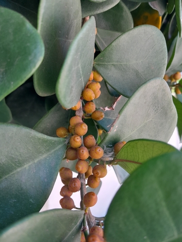 Ficus triangularis (Variegated Ficus Triangularis) (alternate view 5)