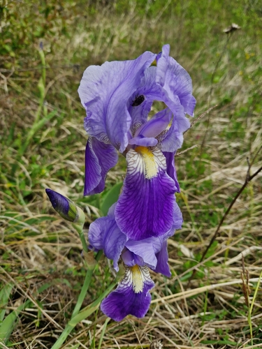Iris florentina (Florentine iris) (alternate view 4)
