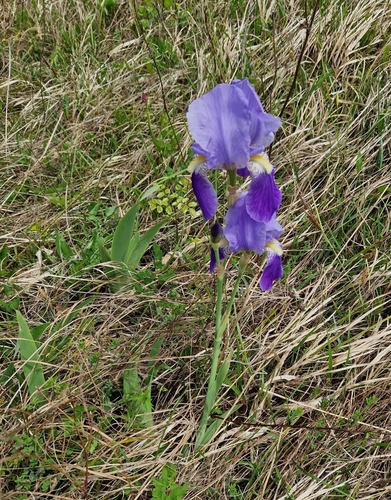 Iris florentina (Florentine iris) (alternate view 5)