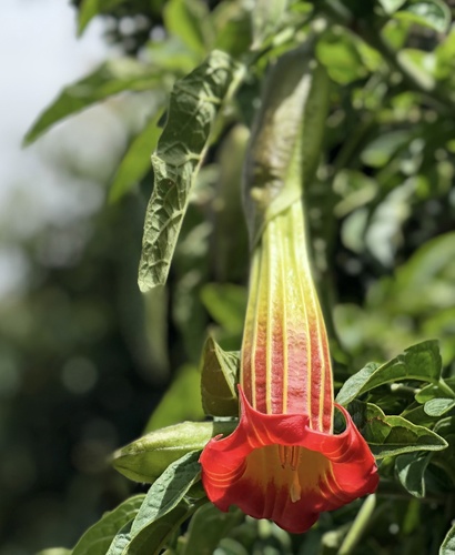 Brugmansia (angel's trumpets) (alternate view 5)