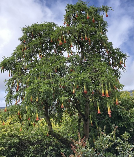 Brugmansia (angel's trumpets) (alternate view 6)