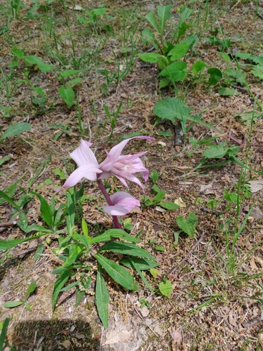 Epipactis helleborine (Broad-leaved helleborine)