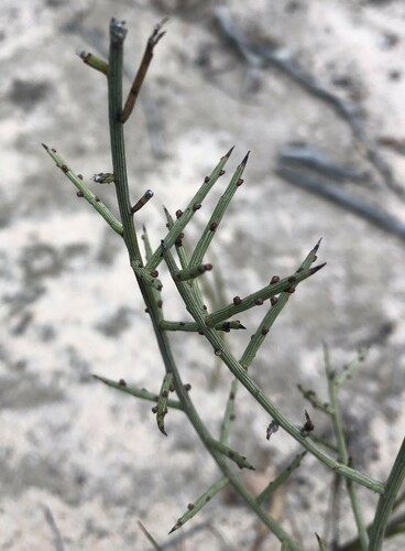 Acacia spinescens (spiny wattle) (alternate view 2)