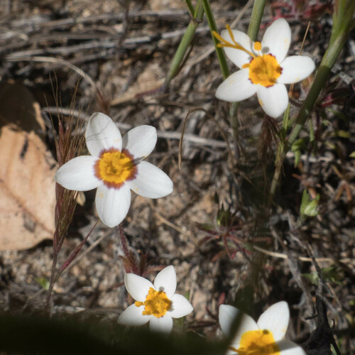 Leptosiphon parviflorus (variable linanthus) (alternate view 8)