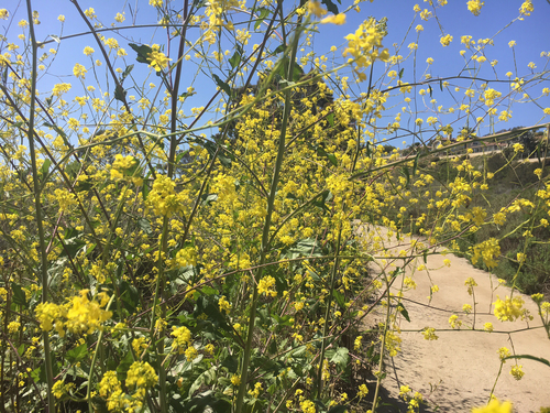 Mutarda nigra (Black Mustard)