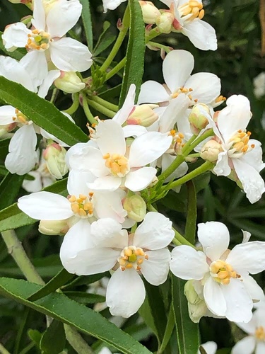 Choisya ternata (Mexican Orange Blossom) (alternate view 5)