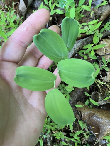 Uvularia perfoliata (Perfoliate Bellwort)