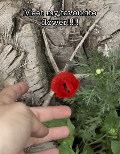 Papaver (Poppies) (alternate view 8)