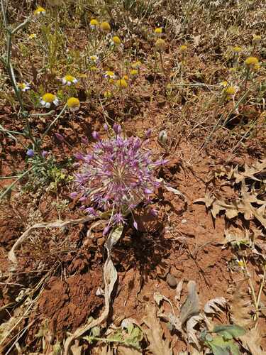 Allium schubertii (satellite onion)