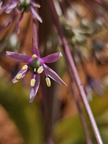 Allium schubertii (satellite onion) (alternate view 2)