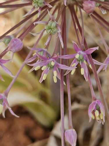 Allium schubertii (satellite onion) (alternate view 3)