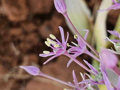 Allium schubertii (satellite onion) (alternate view 5)