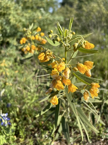 Senna roemeriana (Two-leaved Senna) (alternate view 3)