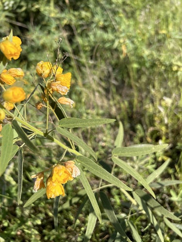 Senna roemeriana (Two-leaved Senna) (alternate view 4)