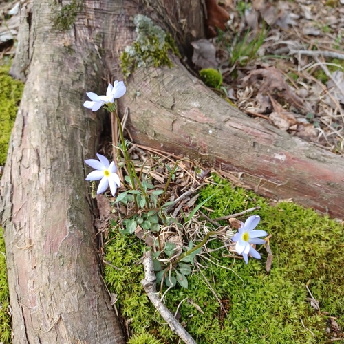 Houstonia caerulea (azure bluet)