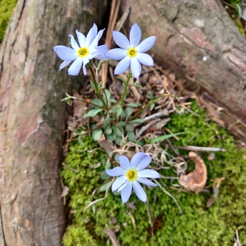Houstonia caerulea (azure bluet)
