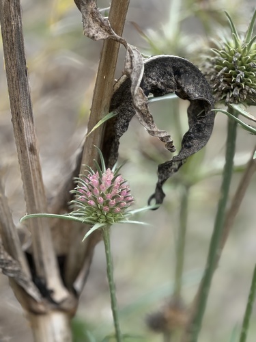 Dipsacus sativus (fuller's teasel) (alternate view 7)