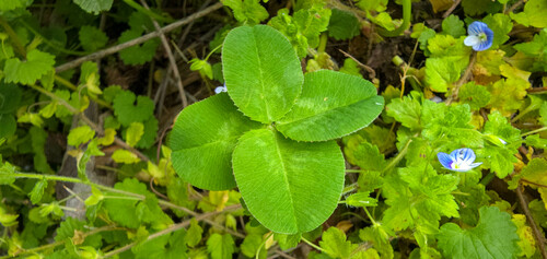 Trifolium repens (white clover)