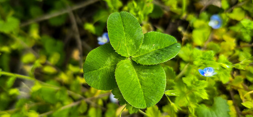 Trifolium repens (white clover)