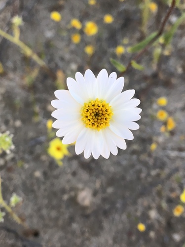 Layia glandulosa (whitedaisy tidytips)