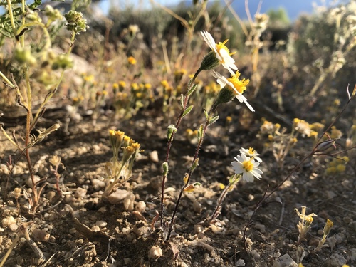Layia glandulosa (whitedaisy tidytips) (alternate view 3)