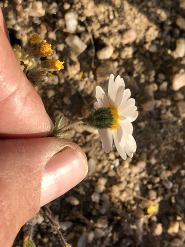 Layia glandulosa (whitedaisy tidytips) (alternate view 2)