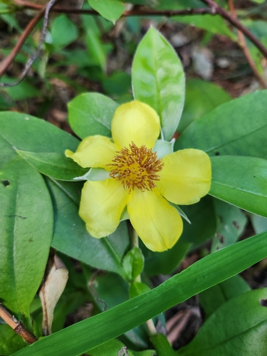 Hibbertia scandens (Climbing Guinea flower) (alternate view 7)