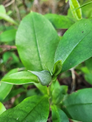 Hibbertia scandens (Climbing Guinea flower) (alternate view 8)