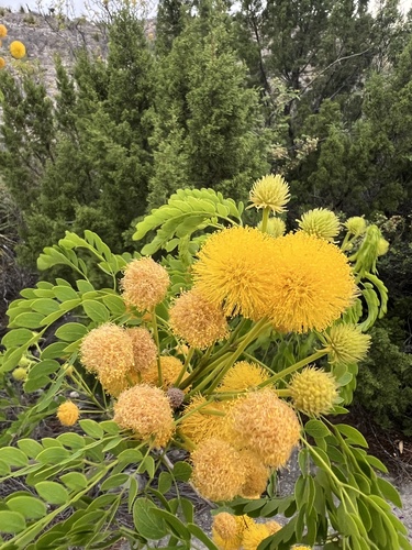 Leucaena (leadtrees) (alternate view 2)