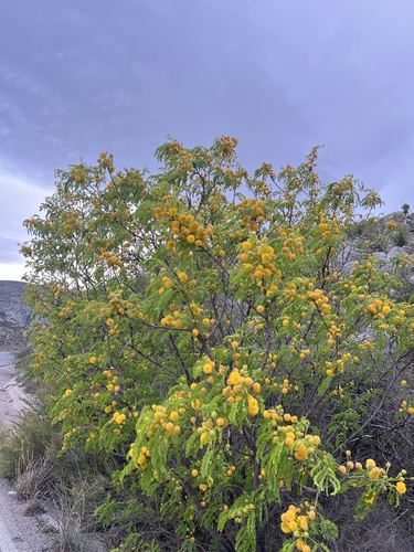 Leucaena (leadtrees) (alternate view 3)