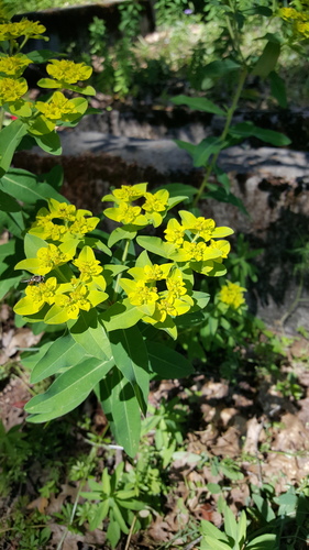 Euphorbia oblongata (eggleaf spurge)