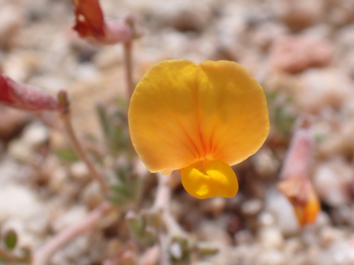 Acmispon strigosus (strigose lotus)