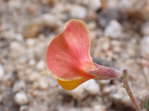 Acmispon strigosus (strigose lotus) (alternate view 3)