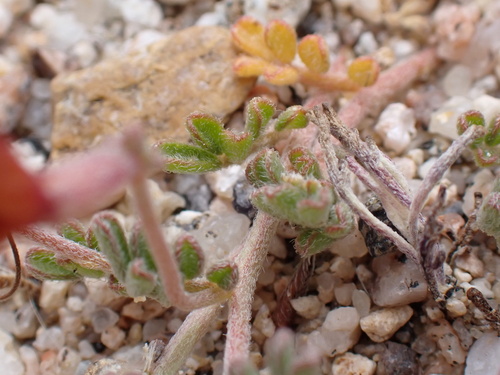 Acmispon strigosus (strigose lotus) (alternate view 2)