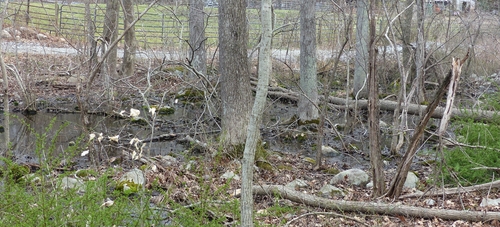 Staurastrum (alternate view 2)