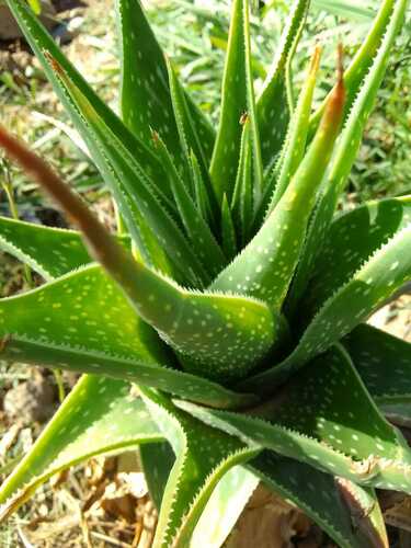 Aloe (Aloes) (alternate view 8)