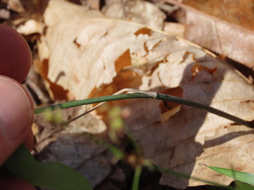 Polygonatum pubescens (hairy Solomon's-seal) (alternate view 3)
