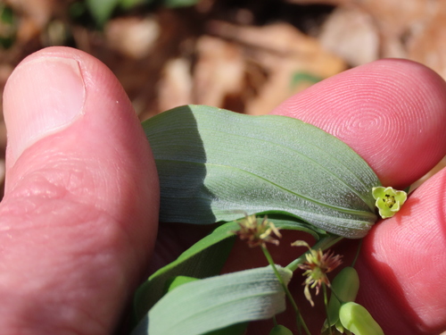 Polygonatum pubescens (hairy Solomon's-seal) (alternate view 2)