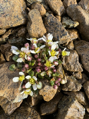 Cochlearia officinalis (Scurvy grass)