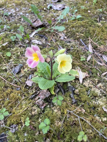 Primula (polyanthus) (alternate view 2)