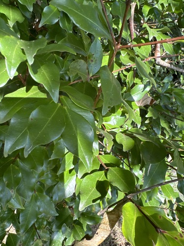 Syzygium oleosum (Blue Lilly Pilly) (alternate view 2)