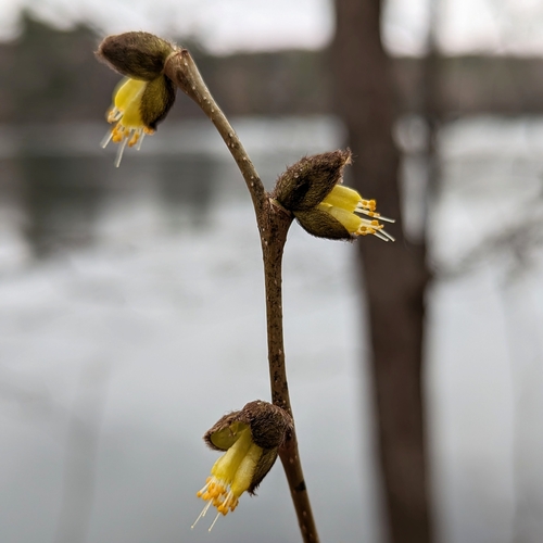 Dirca palustris (eastern leatherwood) (alternate view 5)