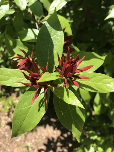 Calycanthus floridus (Carolina sweetshrub) (alternate view 5)